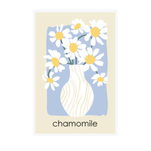 Framed Art 60x90cm Abstract Chamomile