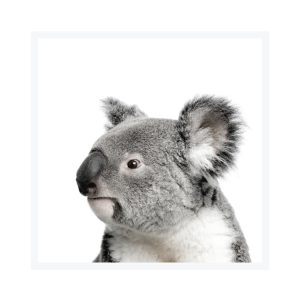 Framed Art 76x76cm Koala