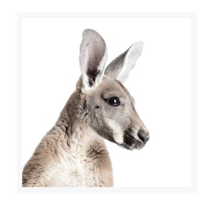 Framed Art 76x76cm Kangaroo