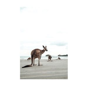 Unframed Art 60x90cm Beach Kangaroo
