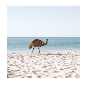 Unframed Art 80x80cm Beach Emu